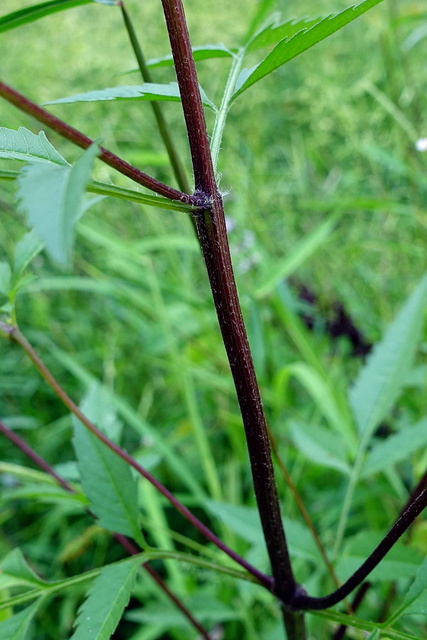 Bidens aristosa - stem