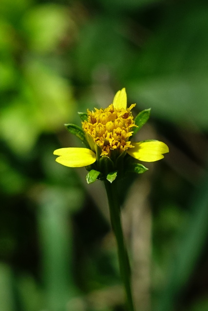 Bidens bipinnata