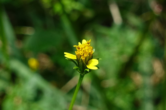 Bidens bipinnata