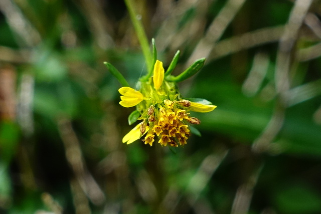 Bidens bipinnata