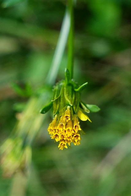 Bidens bipinnata