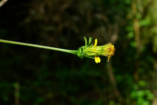 Bidens bipinnata