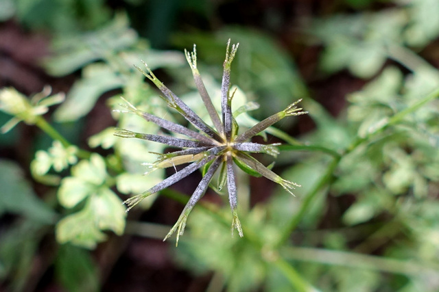 Bidens bipinnata - fruit