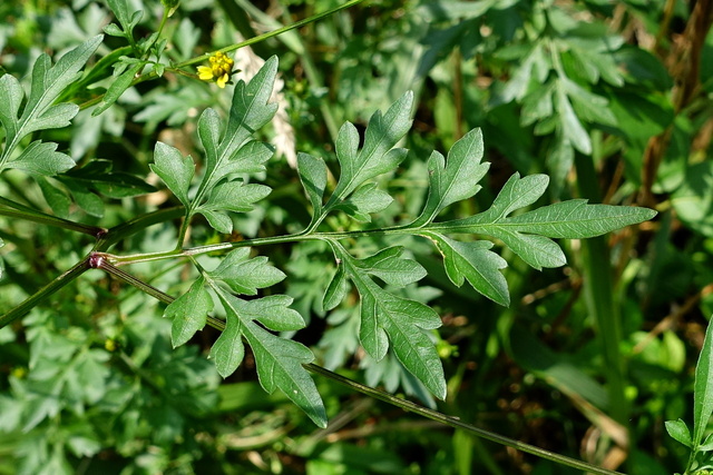 Bidens bipinnata - leaves