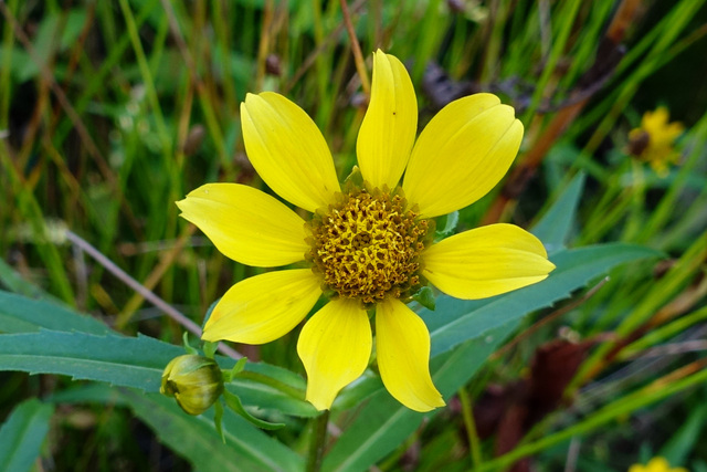 Bidens cernua