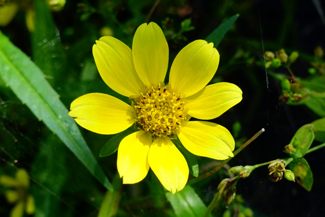 Bidens cernua