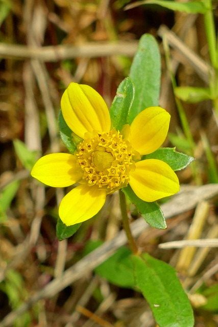 Bidens cernua