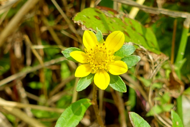 Bidens cernua