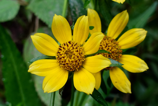 Bidens cernua