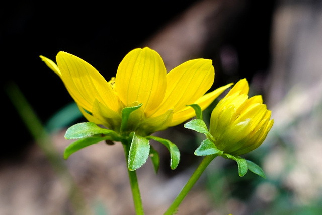 Bidens cernua