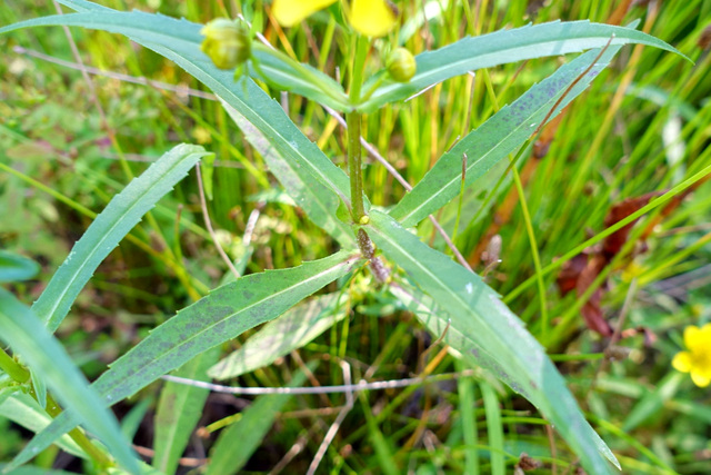 Bidens cernua - leaves