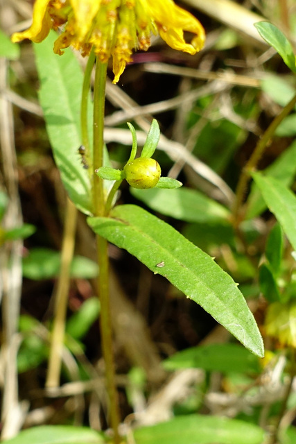 Bidens cernua - leaves