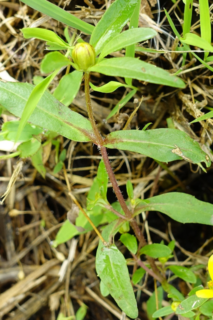 Bidens cernua - stem