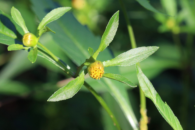 Bidens connata