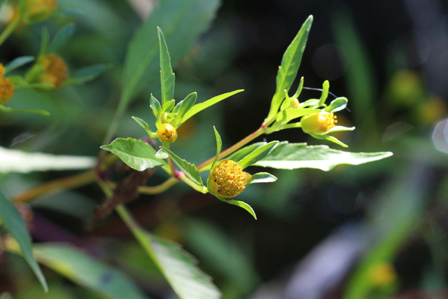 Bidens connata