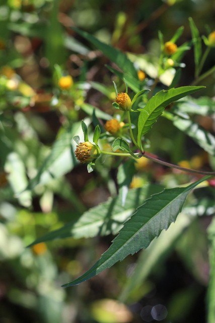 Bidens connata