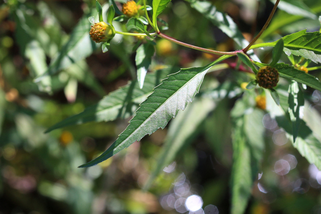 Bidens connata - leaves