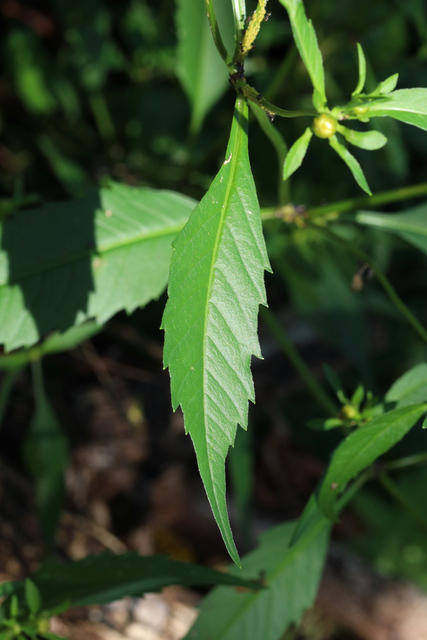 Bidens connata - leaves