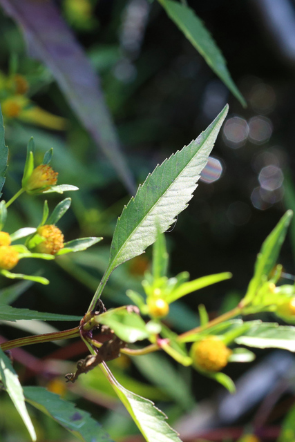 Bidens connata - leaves