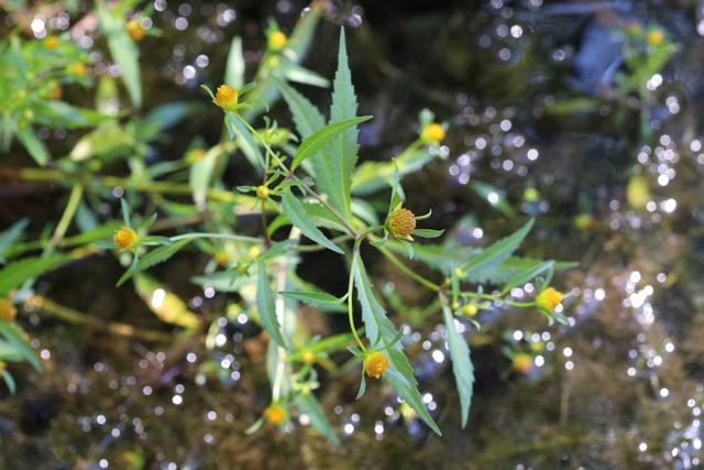 Bidens connata - plant