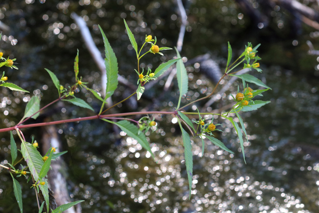 Bidens connata - plant