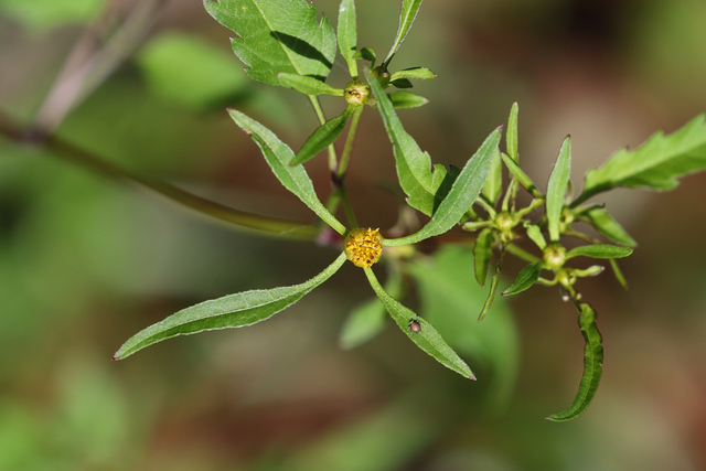 Bidens discoidea