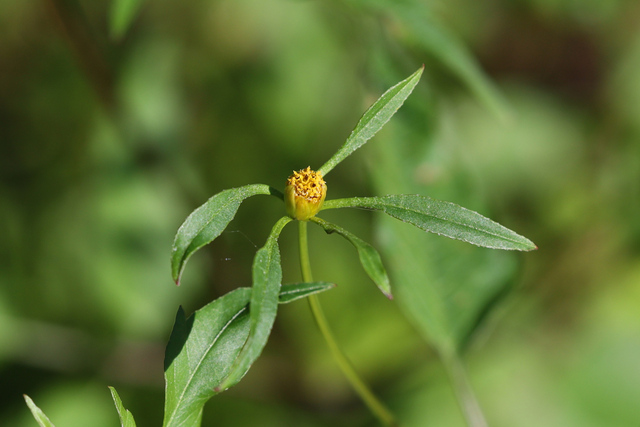 Bidens discoidea