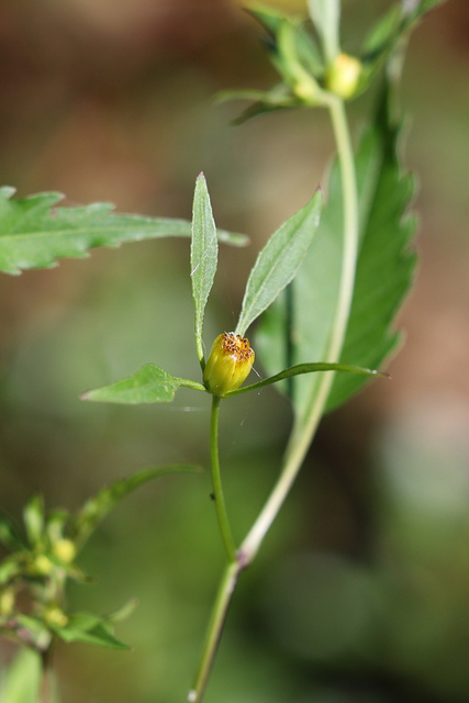 Bidens discoidea