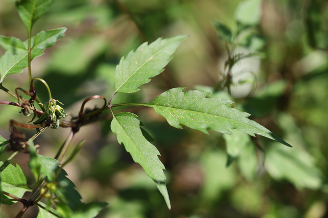 Bidens discoidea - leaves