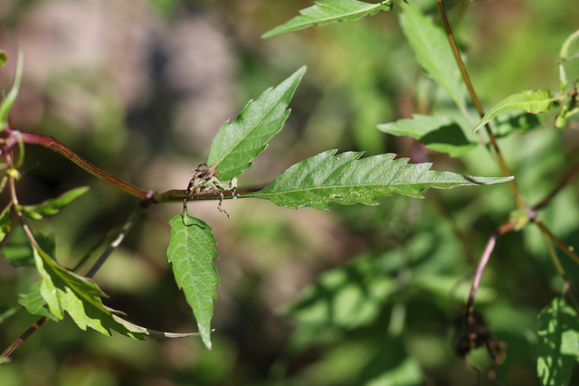 Bidens discoidea - leaves