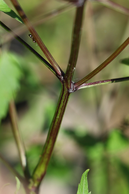 Bidens discoidea - stem