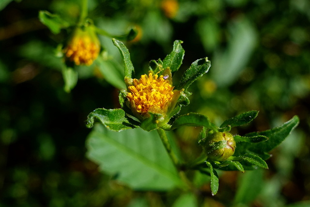 Bidens frondosa