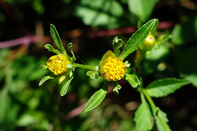 Bidens frondosa