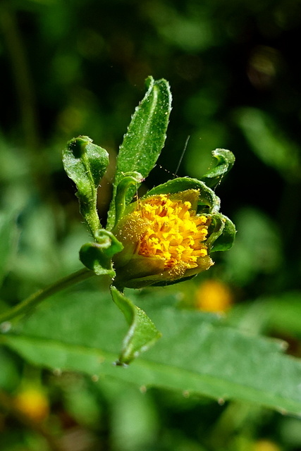 Bidens frondosa