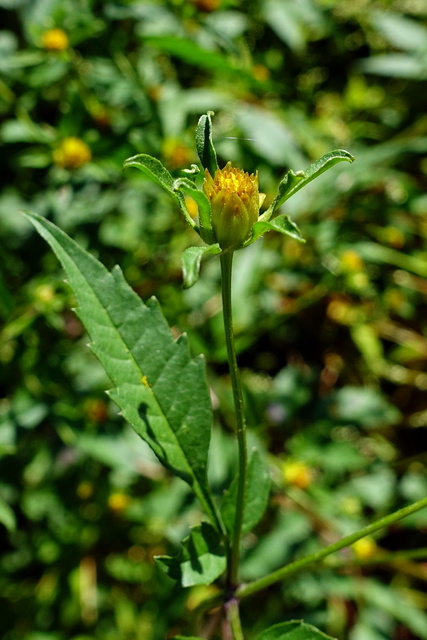 Bidens frondosa