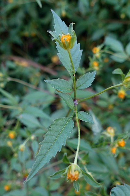 Bidens frondosa - leaves