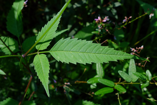 Bidens frondosa - leaves