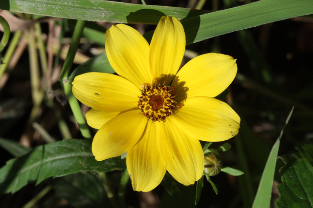 Bidens laevis