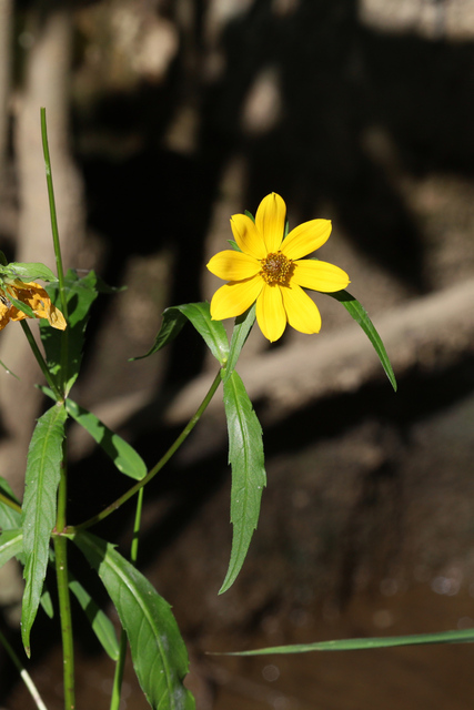 Bidens laevis