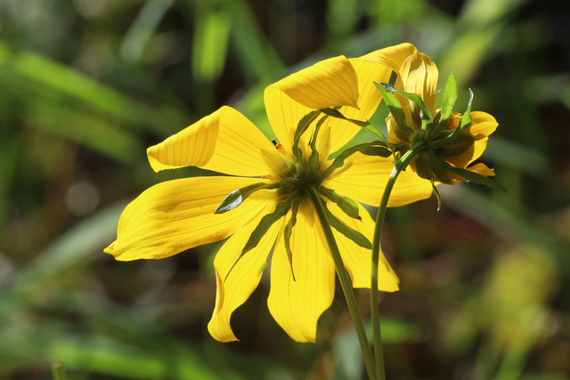 Bidens laevis - involucral bracts