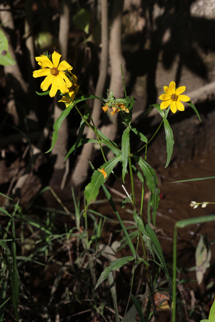 Bidens laevis - plant