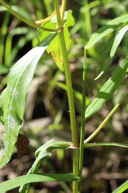 Bidens laevis - stem