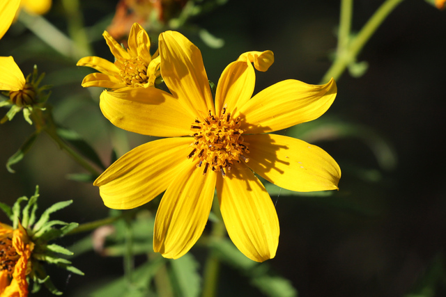 Bidens polylepis
