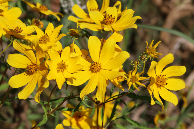 Bidens polylepis