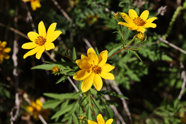 Bidens polylepis
