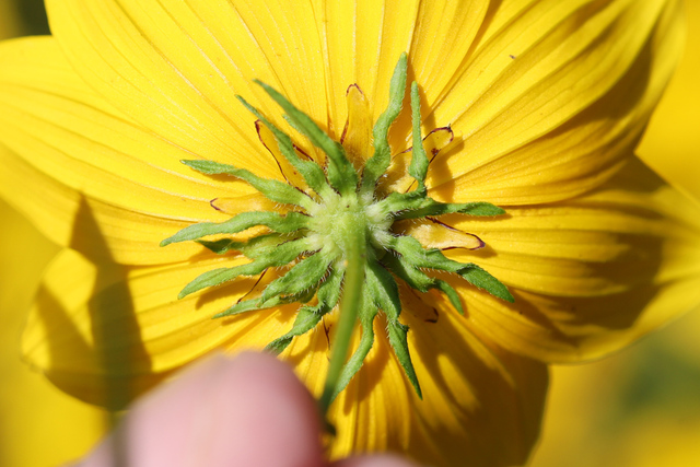 Bidens polylepis - involucral bracts
