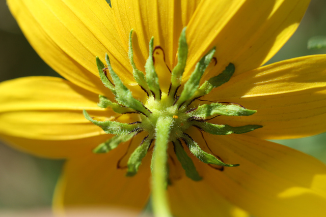 Bidens polylepis - involucral bracts