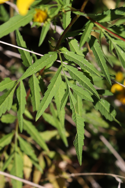 Bidens polylepis - leaves