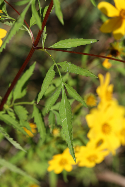 Bidens polylepis - leaves