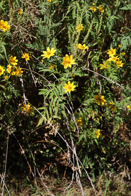Bidens polylepis - plants